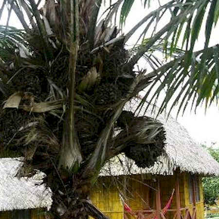 タグワ椰子